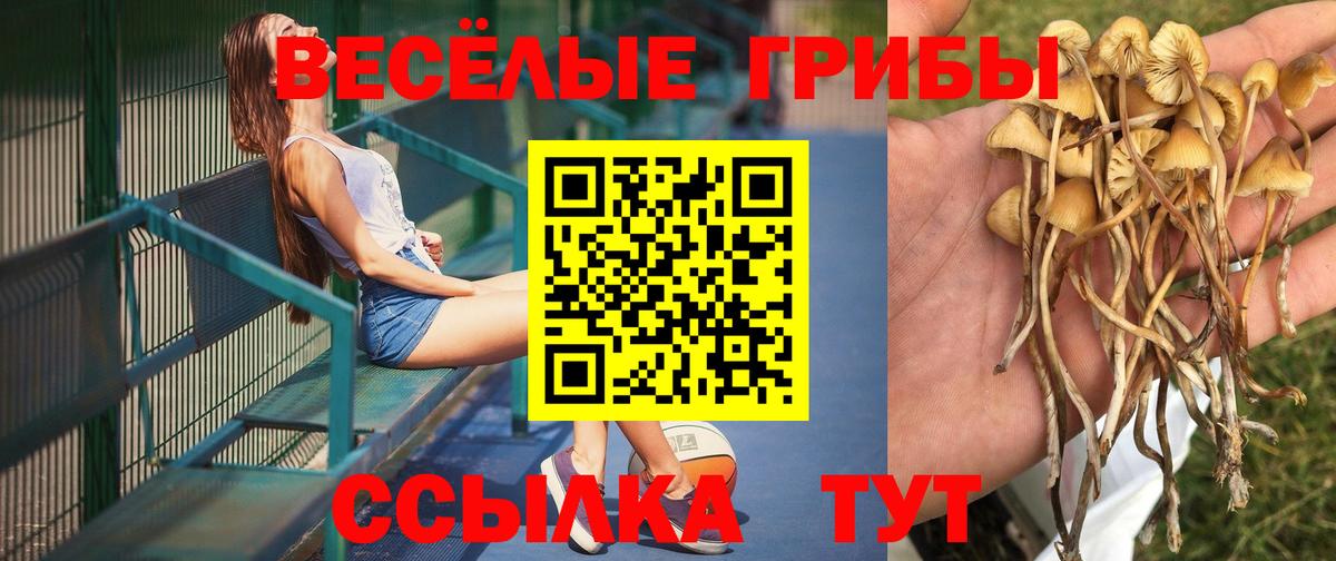 Псилоцибиновые грибы Psilocybine cubensis Зеленогорск